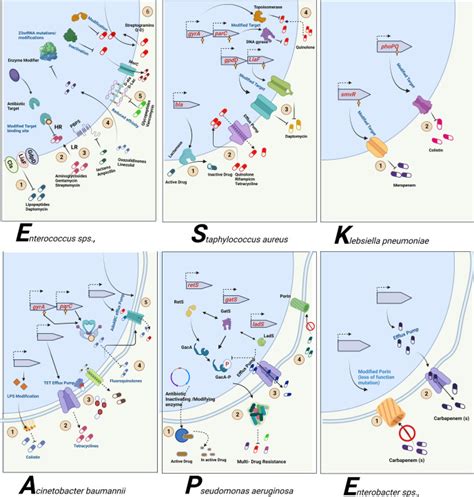 Revisiting ESKAPE Pathogens Virulence Resistance And Combating