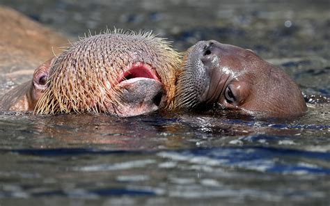 Record Arctic Air Temperatures Are Wreaking Havoc on Walruses and ...