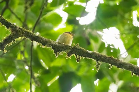 Yellow Throated Spadebill Platyrinchus Flavigularis