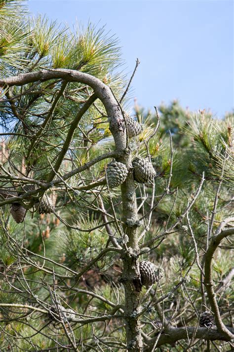 Fir Cones On Tree Free Stock Photo - Public Domain Pictures