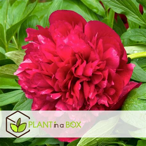 Paeonia Rubra Plena Rood Set Van 3 Pioenroos ⌀9cm Hoogte 0