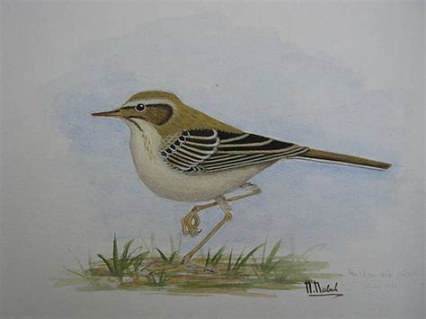 Pipit Paintings Pixels