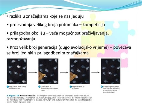 Temelji Moderne Biologije Ppt Download