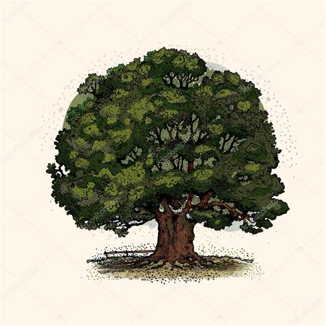 Arbol Roble Vector De Stock Pathique