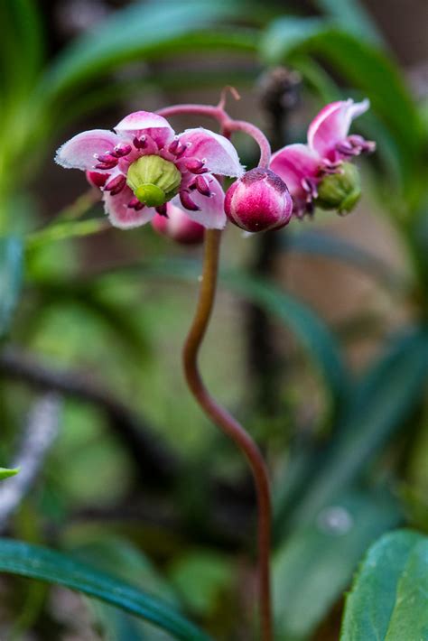 Pipsissewa Chimaphila Umbellata Photo By Jacob W Frank Flickr