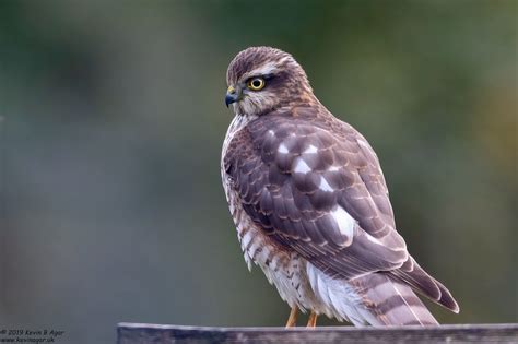 Sparrowhawk Accipiter Nisus Sparrowhawk Accipiter Nisus Flickr