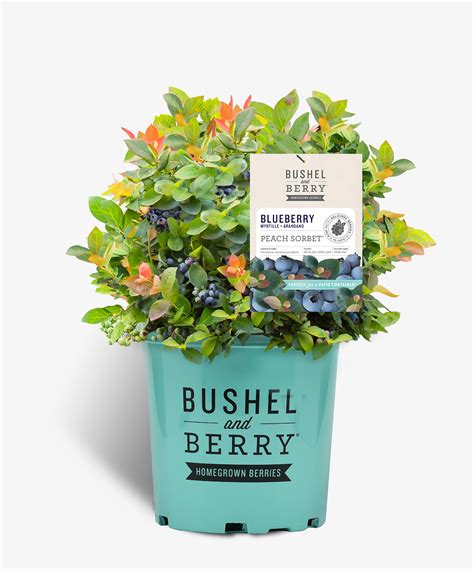 Bushel Berrypeach Sorbet Blueberry Bushes For Sale The Tree Center