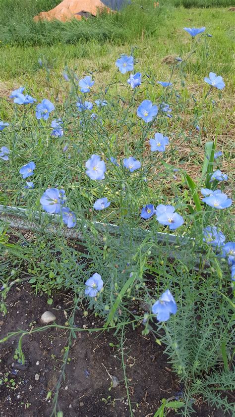 Wild Blue Flax (Linum lewisii) Alberta Native – Medieval Manor Gardens
