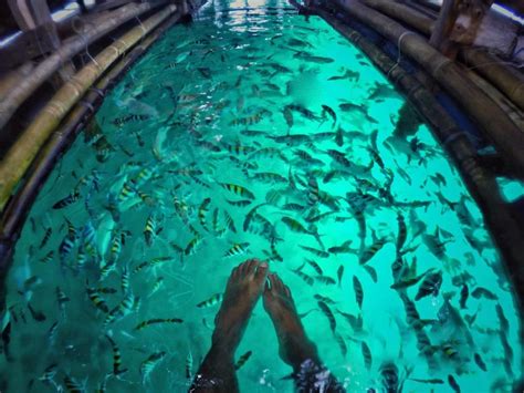 Looc Bay Marine Refuge And Sanctuary Tablas Romblon