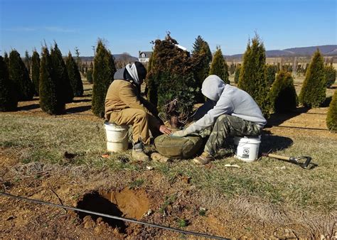 Landscape Trees and Shrubs: How Root Ball Size Relates to Success