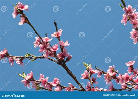 Spring Nectarine Colorful Pink Flowers Tree Blooming In Blue Sky Stock