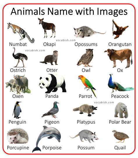 100+ A-Z Animal Names with Images and PDF | Vocabish