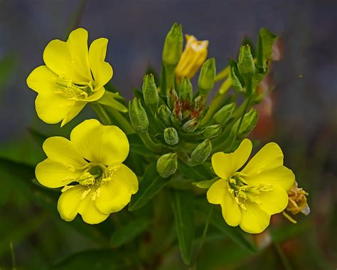 Evening Primrose Flowers Plant Free Photo On Pixabay Pixabay