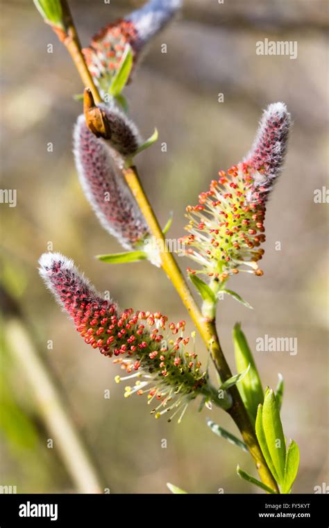 A Late Spring Emergence Of Flowering Pussy Willow Catkins Possibly