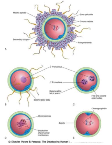 Gametogenesis Fertilization Implantation Flashcards Quizlet