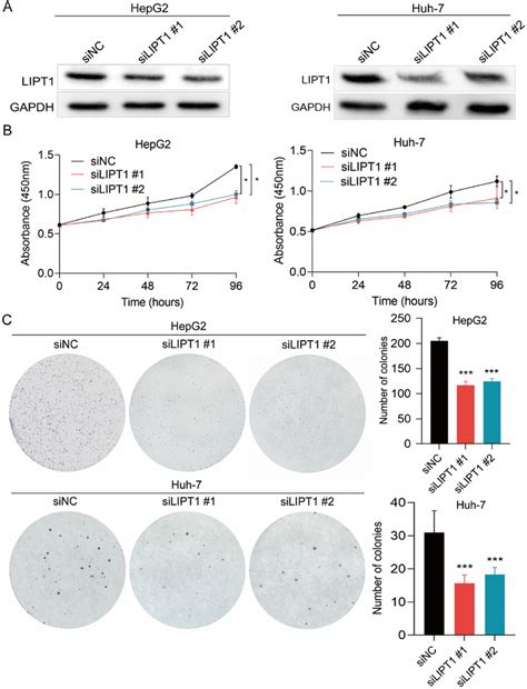 Knockdown Of Litp1 Suppresses Proliferation And Colony Formation In Hcc Download Scientific