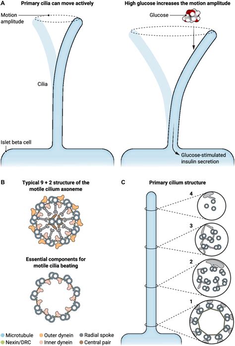 Primary Cilia Play A Key Role In Glucose Regulation Through Active Download Scientific Diagram