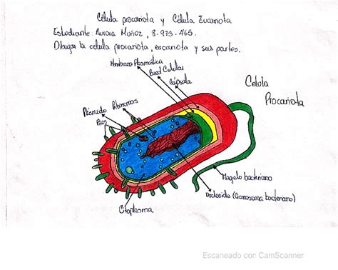 Tarea N°2 Celula Procariota Y Eucariota Esquemas Y Mapas Conceptuales De Patología Docsity