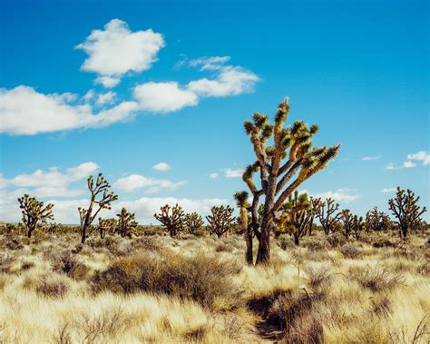 You Can Help Out at the Earth Week Event With Mojave Desert Land Trust
