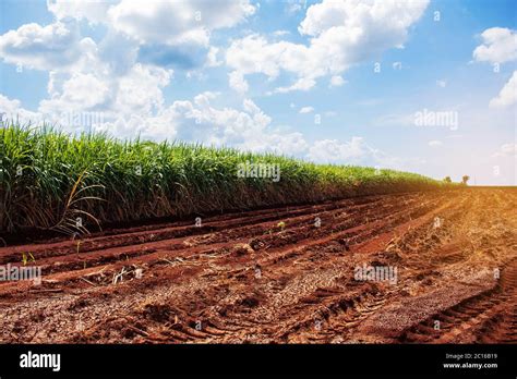 Sugarcane plantation hi-res stock photography and images - Alamy