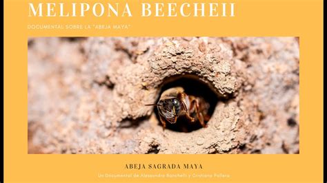 BEECHEII Abeja Melipona Miel Melipona Polen Melipona Gotas, 59% OFF