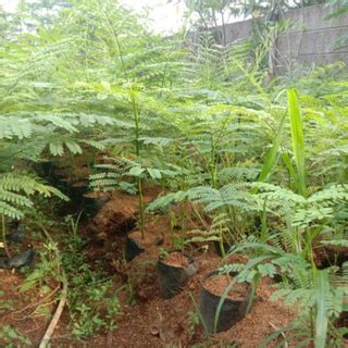 Jual Tanaman Solobium Pakis Brazil Schizolobium Parahyba Tower Tree