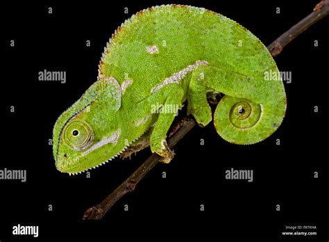 Flapnecked Chamaeleon Chamaeleo Dilepis Stock Photo Alamy