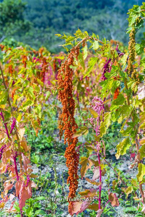 Harry36327台灣紅藜台灣藜紅藜米紅藜麥台灣原生種植物傳統作物原住民傳統主食穀物的紅寶石農業農作物屏東縣牡丹鄉