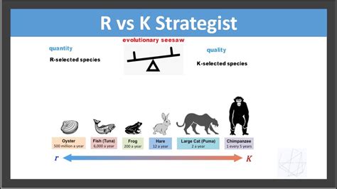 R K Selection Theory Youtube