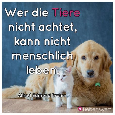 Spr Che F R Tierliebhaber Spr Che Tiere Spr Che Tierliebe Zitate Tiere