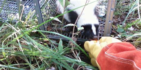 Essex CT Skunk trapping • RF Wildlife Removal