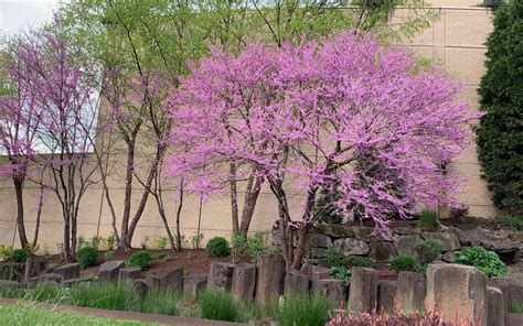 Summerburst Goldenrain Tree J Frank Schmidt Son Co