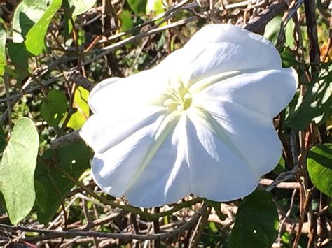 White Morning Glory Hoot Acre Farm