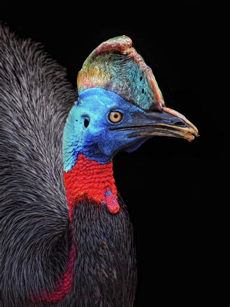 Cassowary Photograph By Irawansubingarphotography Fine Art America