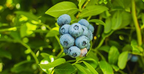 How To Prune Blueberries An Expert Guide To Pruning Woman Home