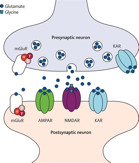 Nmda Receptors In Clinical Neurology Excitatory Times Ahead The