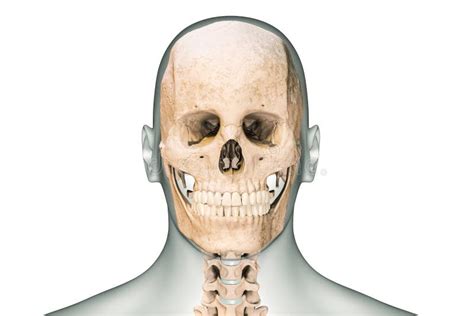 Anterior Or Front View Of Human Skull Or Head Bones With Cervical