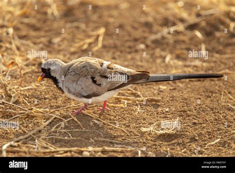 Namaqua Dove Oena Capensis Kruger National Park South Africa 17 August