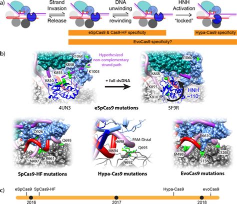 Structure-guided design of Cas9 for enhanced target specificity ...