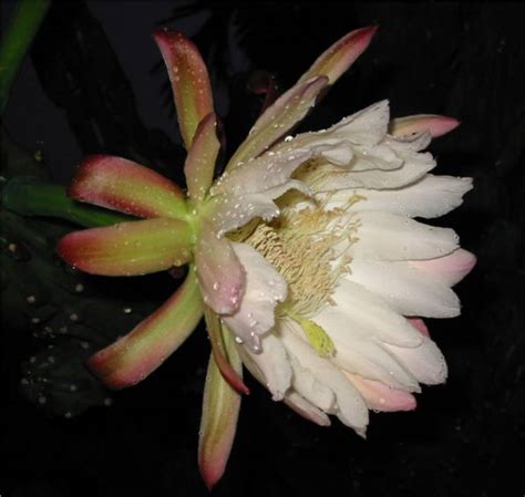 Flowers: Night Blooming Cactus