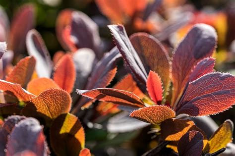 Premium Photo Red Foliage