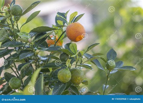 Naranja Con Frutos Verdes Del Cítrico Aurantium O Citrus De Naranja