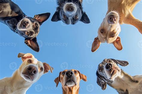 dogs   camera  blue sky  stock photo  vecteezy