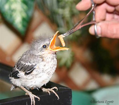 What Do Baby Birds Eat - Baby Viewer