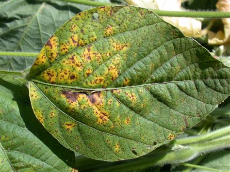 Foliar Diseases Of Soybeans Oklahoma State University