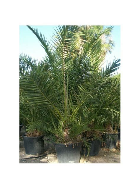 Phoenix Reclinata Palmera Datilera Compra Online En Biotienda