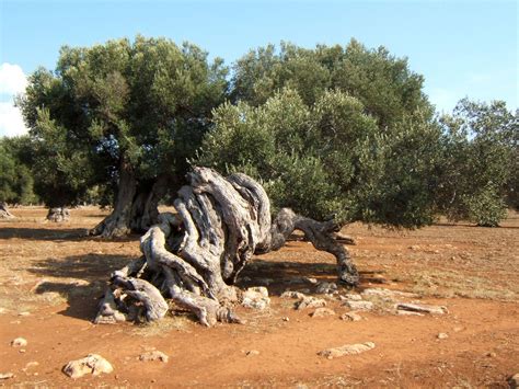 Centuries Old Olive Trees In Italy The Perfect Food