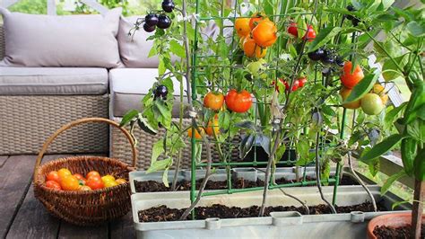 Cómo crear un huerto urbano en tu terraza balcón o azotea Fotocasa es