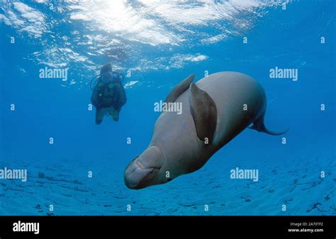 Dugong Dugong Dugon Fotos Und Bildmaterial In Hoher Aufl Sung Alamy