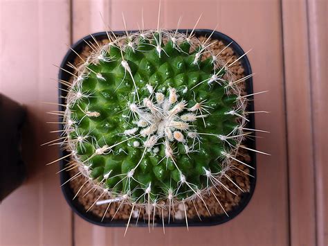 Cometのサボテン栽培日記 開花した地植え大豪丸と復活してきた太白丸